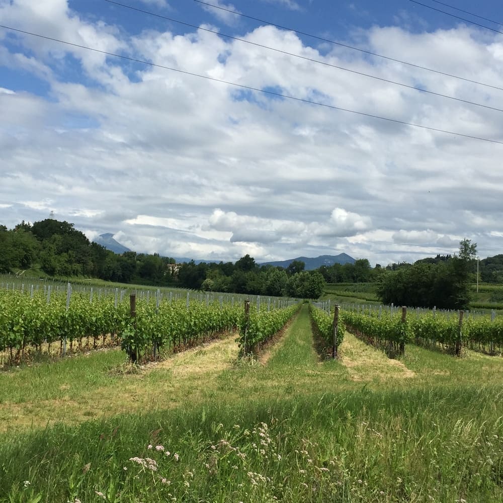 TOMMASIRUN-CANTINA-TOMMASI (3)